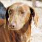 LOLA, Mix, kastriert, ca. 2-3 Jahre - Hündin