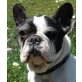 LOLA - Pflegestelle Österreich, Französische Bulldogge - Hündin