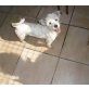 LOLA, Süßer Mix - Hündin