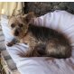 LOLA, Yorkshire Terrier - Hündin