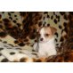 LOLA, chihuahua - Hündin