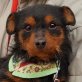 LOLITA - Ubeda, Yorkshire-Terrier-Mischling, kastriert - Hündin