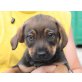LOLLIE, Labradormix,Pflegestelle Linz Welpen - Hündin