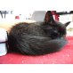 LOONA, halbangora Mädchen sucht neues Zuhause - Katze