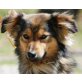 LOOPS, Pflegestelle Niederösterreich, entzückender Sheltiemixbub - Rüde