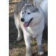 LORD, Husky zeigt nur gute Seiten - Rüde