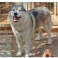 LORD, ruhiger,gelassener Familien-Husky - Rüde