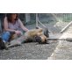 LORENZA ein Traum für Freunde des DSHs, Schäferhund-Mix - Hündin