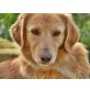 LORENZO, Golden Retriever-Mix - Rüde