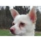 LOTTA, Chihuahua kurzhaariger Schlag - Hündin