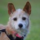 LOTTCHEN, Terrier-Mischling - kastriert - Hündin