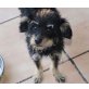 LOTTI, Yorki-Mix - Hündin