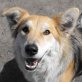 LOTTI, ist sehr intelligent und wunderschön!!! - Hündin