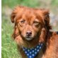 LOU - kastriert, Nova Scotia Duck Tolling Retriever-Mischling - Rüde