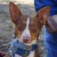 LUC - Ubeda, Podenco Maneto, kastriert - Rüde