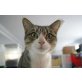 LUCAS, Europäische Kurzhaarkatze - Kater
