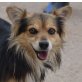 LUCCA - Linares, Welsh-corgi-Mischling - kastriert - Rüde