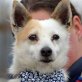 LUCHO - Linares, Jack-Russell-Terrier-Mischling, kastriert - Rüde