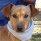 LUCHO, Pinscher-Mischling, kastriert - Rüde
