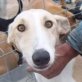 LUCIA, Galga, kastriert, ca. 1 Jahr alt - Hündin