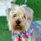 LUCIA - Linares, Yorkshire-Terrier - kastriert - Hündin