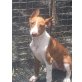 LUCIA, Podenco Canario Welpen - Hündin