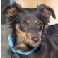 LUCIA - Ubeda, Pinscher-Mischling, kastriert - Hündin