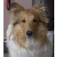 LUCIANO, Pflegestelle Mödling, Colliemix - Rüde