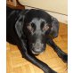 LUCILLA - Pflegestelle Niederösterreich, Labrador-Mix - Hündin