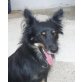 LUCILLE, Pflegestelle St Leonhard am Hornerwa, Spitz-Papillonmixhündin  - Hündin