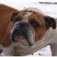 LUCINDA - Pflegestelle Niederösterreich, liebe, freundliche Englische Bulldoggen - Hündin