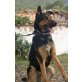 LUCK, ist ein kinderlieber Familien-Schäferhund - Rüde