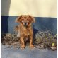 LUCKY, Dackel-Mix Rüde - Rüde