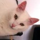 LUCKY, Halblanghaar-Mix - Kater