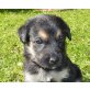 LUCKY, Mischling,Pflegestelle Tirol Welpen - Rüde