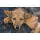 LUCY 11, Pflegestelle Wien, Pinscher-Mix - Hündin
