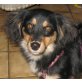 LUCY 16, Pflegestelle Burgenland, entzückende Dackel-Cavalier-King-Charles- - Hündin
