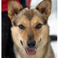LUCY 20, Pflegestelle Wien, Hübscher kleiner Jungspund - Hündin