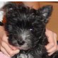 LUCY, Cairn Terriermix,Pflegestelle NÖ Welpen - Hündin