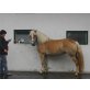 LUCY, Haflinger - Stute