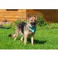 LUCY, Schäferhund-Mischlingshündin  - Hündin
