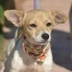 LUDOLF - Linares, Jack-Russell-Mischling, kastriert - Rüde