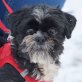 LUGO - Linares, Shih Tzu, kastriert Welpen - Rüde