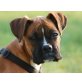 LUI, Boxer, Pflegestelle Wien Welpen - Rüde