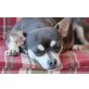 LUISA, Chihuahua kurzhaariger Schlag - Hündin