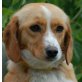 LUISLE, Pflegestelle Niederösterreich, TOLLE MISCHUNG ;-) Spaniel/Beagle/Dackelmix - Hündin