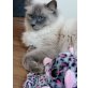LUKA, Ragdoll und heiliger Birma - Kater