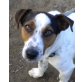 LUKE - Pflegestelle Wien, freundlicher, anhänglicher JACK RUSSEL - Rüde