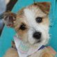LUKE, Terrier-Mischling, unkastriert Welpen - Rüde