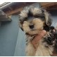 LUKE, Yorki-Mix Welpen - Rüde